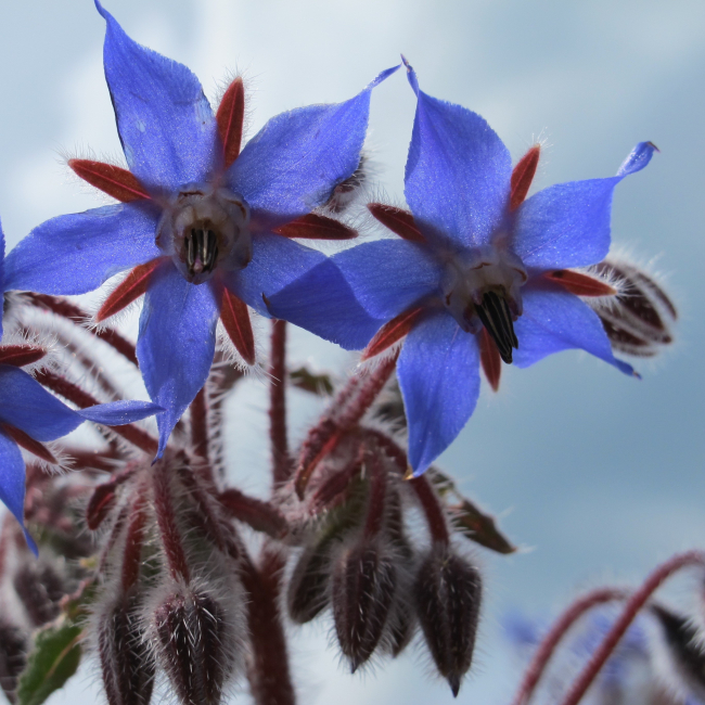 Ogórecznik 100g - TORAF