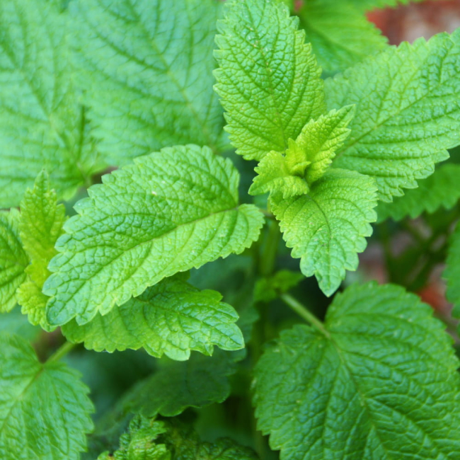 Melisa cytrynowa Limonella 0,5g - TORAF