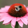 Rudbekia purpurowa różowa nasiona 1g - W. Legutko