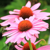 Rudbekia purpurowa różowa nasiona 1g - W. Legutko