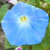 Wilec trójbarwny Heavenly Blue niebieski nasiona 2g - W. Legutko