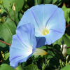 Wilec trójbarwny Heavenly Blue niebieski nasiona 2g - W. Legutko