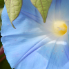 Wilec trójbarwny Heavenly Blue niebieski nasiona 2g - W. Legutko