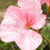 Pelargonia rabatowa Raspbery Ripple nasiona 0,04g - W. Legutko