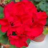 Pelargonia rabatowa Gama F1- czerwona nasiona  0,05g - W. Legutko