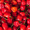 Papryka ostra Habanero Red nasiona 0,2g - TORAF