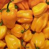 Papryka ostra Habanero Yellow  nasiona 0,2g- TORAF