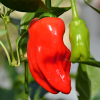 Papryka ostra Habanero Red nasiona 0,2g - TORAF