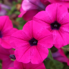 Petunia zwisająca mieszanka mix balkonowy 0,3g - TORAF