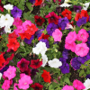 Petunia zwisająca mieszanka mix balkonowy 0,3g - TORAF