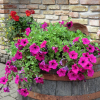 Petunia zwisająca mieszanka mix balkonowy 0,3g - TORAF