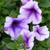 Petunia żyłkowana niska mieszanka 0,1g - TORAF