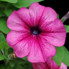 Petunia żyłkowana niska mieszanka 0,1g - TORAF