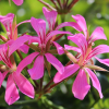 Pelargonia bluszczolistna Fuchsia F1 różowo-purpurowa 5 nasion - W. Legutko