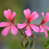 Pelargonia bluszczolistna Fuchsia F1 różowo-purpurowa 5 nasion - W. Legutko