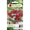 Pelargonia bluszczolistna Speedy F2 mieszanka 5 nasion - W. Legutko