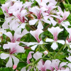 Pelargonia bluszczolistna Speedy F2 mieszanka 5 nasion - W. Legutko
