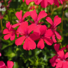 Pelargonia bluszczolistna Speedy F2 mieszanka 5 nasion - W. Legutko