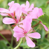 Pelargonia bluszczolistna Speedy F2 mieszanka 5 nasion - W. Legutko