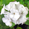 Pelargonia rabatowa mix 25 szt. nasion - TORAF