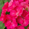 Pelargonia rabatowa mix 25 szt. nasion - TORAF
