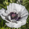 Mak polny Amazing Grey nasiona 0,1g - VILMORIN