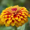 Cynia Perska mix nasiona 0,5g - TORAF