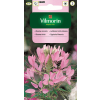 Kleome mieszanka nasiona 1g - VILMORIN