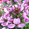 Kleome mieszanka nasiona 1g - VILMORIN