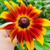 Rudbekia dwubarwna Rotacznica  nasiona 1g - VILMORIN