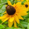 Rudbekia dwubarwna Rotacznica  nasiona 1g - VILMORIN