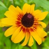 Rudbekia dwubarwna Rotacznica  nasiona 1g - VILMORIN