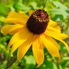 Rudbekia dwubarwna Rotacznica  nasiona 1g - VILMORIN