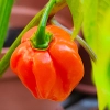 Papryka ostra Habanero Red nasiona 0,2g - TORAF