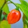 Papryka ostra Habanero Red nasiona 0,2g - TORAF
