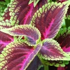 Koleus Pokrzywka MIX nasiona 0,1g - TORSEED