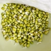Fasola Mung Bio Kiełki nasiona 30g - W. Legutko
