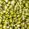Fasola Mung Bio Kiełki nasiona 30g - W. Legutko
