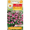 Groszek pachnący Pink Cupid nasiona 1g - TORAF
