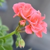 Pelargonia rabatowa Gama F1 łososiowa nasiona 0,05g - W. Legutko