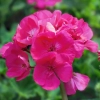 Pelargonia rabatowa Gama F1 różowa nasiona 0,05g - W. Legutko