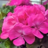 Pelargonia rabatowa Gama F1 różowa nasiona 0,05g - W. Legutko
