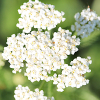 Mieszanka bylinowa Long Life Meadow nasiona 500g - TORAF