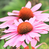 Mieszanka bylinowa Long Life Meadow nasiona 500g - TORAF