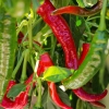 Papryka De Cayenne 0,3g - POLAN