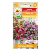 Pelargonia zwisająca Speedy mieszanka nasiona 10szt. - TORAF