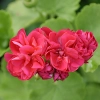 Pelargonia zwisająca Speedy mieszanka nasiona 10szt. - TORAF