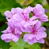 Pelargonia zwisająca Speedy mieszanka nasiona 10szt. - TORAF