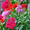 Pelargonia zwisająca Speedy mieszanka nasiona 10szt. - TORAF