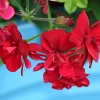 Pelargonia zwisająca Speedy mieszanka nasiona 10szt. - TORAF